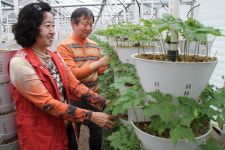 웰빙 먹을거리 새싹삼 소비자 입맛 유혹