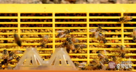 증평군 오베리킹농원 아로니아 꽃 만발