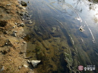 세종시판 청계천 방축천, 3년만에 확 달라졌다