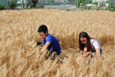 충주달천초, 보리 베기 체험활동 실시