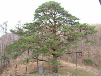 괴산군 적석리 소나무에 서면 길이 보인다