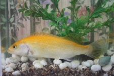 천연기념물 황쏘가리 치어 충주 남한강에 방류