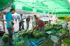단양 어상천수박 본격 출하