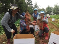 농협증평군지부, 132일만에 고구마 첫 수확