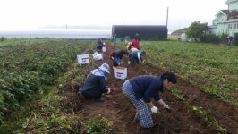 충주 달천동 바살위 고구마 수확, 관내 경로당에 전달