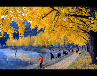 괴산 문광, 오는 14일 제4회 은행나무마을축제 개최