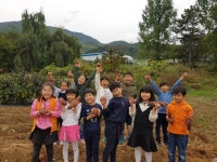 충주수회초, 학교 텃밭에서 고구마 수확 체험활동