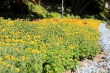 충북도 SNS서포터즈 - 가을향기 가득한 청남대 국화축제