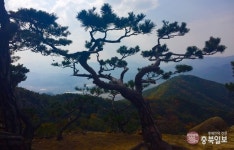 렌즈세상 - 경주남산 소나무