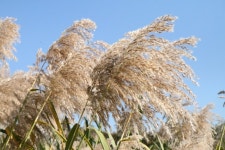 청주시 SNS서포터즈 -  무심천변 억새와 갈대