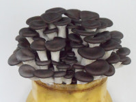 신품종 느타리버섯 수(秀)타리 품종보호 출원