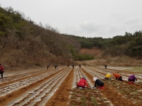 단양군 적성면, 사랑의 일손 돕기