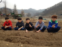 충주달천초 매현분교장, 텃밭에 감자심기 체험