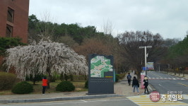 홍익대 세종캠퍼스의 가지 휘늘어진 능수벚꽃