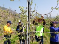 농협괴산군지부, 일손부족 사과농장 일손 도와