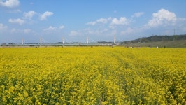 세종시 미호천변으로 12~13일 유채꽃 구경가자