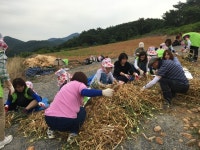 신도농협, 단양군 도담리서 농촌일손 돕기 실시