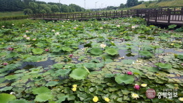 꽃 활짝 핀 세종시 조천 연꽃공원
