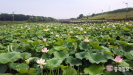 7일 세종 조천연꽃공원으로 축제 구경 오세요