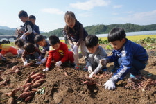 진천 초평초, 텃밭에 심은 고구마 수확