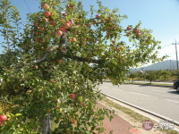 충주 사과가 익는 거리