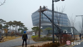 세종시청 마지막 거송(巨松)은 구슬비 속에 사라졌다