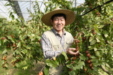 보은대추 4년 연속 우수성 입증