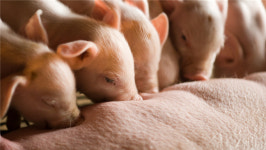 돋우물 도툰 등 충북 돼지 지명 7곳