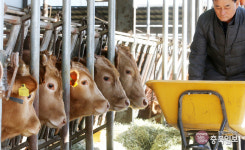 산지가격 호조 충북 축산업 활기