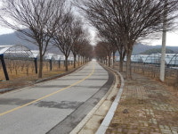 보은 삼년산성 진입로 가로수 제거