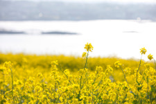 아침을 여는 詩 - 봄을 여는 소리