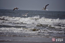 101차 충북일보클린마운틴 - 태안 해변길 6구간(샛별길)