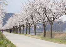 충주시 봉방동 하방마을 벚꽃길 걷기행사