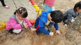 진천 옥동유치원, 개나리 묘목 심기 행사