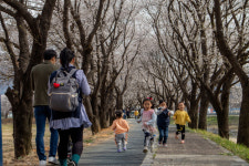괴산 청안면 문방천, 벚꽃 길 장관