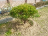 교목 변경으로 깨끗하고 신뢰받는 입석 교육