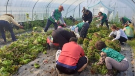 봉방동새마을협, 농가 일손 돕기에 앞장