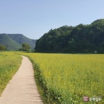 애물단지 4대강 수변공원 유채 꽃밭으로 대 변신