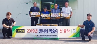 올해 음성 햇사레 복숭아 첫 출하
