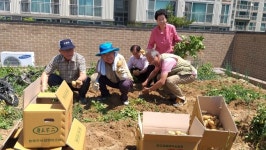 연수동 아이파크경로당, 감자 캐기 행사 가져