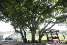 충북 보호수 1천여그루 제대로 관리된다