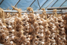 블로거가 다녀온 단양마늘축제