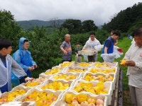 금융감독원, 신니면 선당마을에서 구슬땀