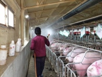 ASF 국내 첫 발생에 충북 방역 초비상