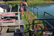 옥천 대청호 상류 지오수역 녹조 심각