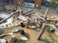 웅담채취용 들이 청주서 친구 상봉