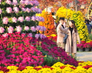 깊어가는 가을…세종과 주변지역선 이런 축제 열린다