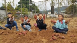 영동 황간초, 고구마 캐기 수확의 기쁨 가득