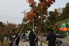 주홍빛 물결 이룬 감고을 영동, 감 따기행사