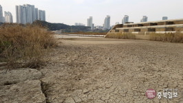 개방 2년만에 숲으로 변한 금강 세종보 가 보니…